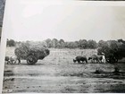 Old Vintage Antique B w Photo Porfiriato Era Ox Carts Rural Scene Oxcarts Tip 30