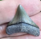 Bone Valley Megalodon Shark Tooth Fossil 1 3 