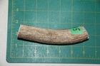 Small Upper Elk Antler Dog Chew  5   Bone Chews Moose Treats Deer 1011