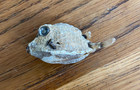 Dried  Preserved Longhorn Spiny Cowfish Saltwater Fish 3 