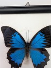 Papilio Ulysses Swallowtail Butterfly Riker Framed Bright Blue Black