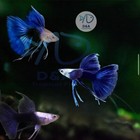 1 Trio- Hb Blue Ribbon Long Fin - Live Guppy Fish High Quality Usa Seller 
