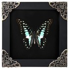 Real Framed Butterfly Taxidermy Insect Lover Gift Ideas Oddities Home Decor Art
