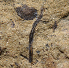Very Unusual Silurian Oldest Land Plant W Side Shoots   Sporangium Cooksonia  