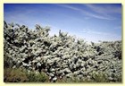 Eucalyptus Macrocarpa Ssp  Elechantha   20 Seeds
