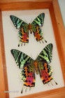 Urania Ripheus Sunset Moth Verso Pair Male Female Double Glass From Madagascar 