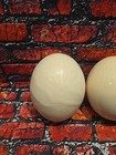 Pair  2  Ostrich Egg Shell Blown Out Hollow Egg - Crafts Decor - 7 5 x5 5 