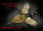 Pheasant Taxidermy Mount Flying Right Beak Closed Wall Hanging Ildnr 651-24
