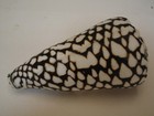 Spectacular   conus Marmoreus 102 2mm philippines Seashell