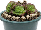 40 Halloween Mini Skull Figurines  Skeleton Head Statues  Decor For Halloween