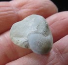 Gastropod- Sinuites Cancellatus- Carrollton- Kentucky