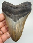 Megalodon Shark Tooth Real Fossil- 3 80    Shark Teeth No Restorations Natural