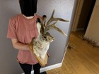 Authentic Jackalope Taxidermy Mount     Original Idaho Antlers  Lodge Decor Rabbit