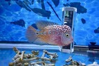 King Kamfa Flowerhorn F2 Super Strong Body  5 Inch