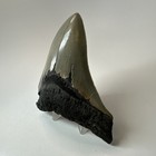 Megalodon Shark Tooth 4 43 Inch - Sharp - Serrated Fossil - Authentic 19578