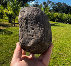Huge Peace River Extinct Mastodon Megafauna Patella Bone Kneecap Fossil Ice Age