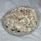 Abalone Shell Natural Beautiful Large Unpolished 7x6 Smudging Bowl Vintage
