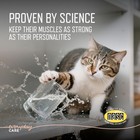 Virbac Ursolyx Soft Chews For Cats   Muscle Health Support For Senior  Active