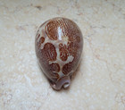 F Cypraea Rosea Mappa Singularis Great Pattern75mm F    f    Natural Glossy Rare
