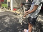 Big Double Drop Whitetail Deer Skull And Antlers