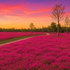30 000 Tiny Red Creeping Thyme Seeds  thymus Praecox  - Bulk Perennial Red