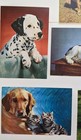 Set Of Vintage Unused Dog Photo Postcards Great Britain Uk Color Photos Pups