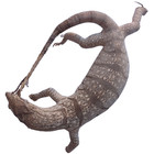 Desert Monitor Lizard