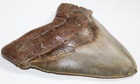 Megalodon Shark Tooth Fossil No Repair Natural 6 18  Huge Beautiful Tooth