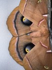 Farm Raised Polyphemus Moth A-1 Male - Wings Closed Unmounted