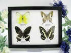 4 Beautiful Butterfly Butterflies In Showcase  Framed - Real - Taxidermy A_4q_01