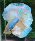 Live Betta Fish High Quality Halfmoon Hm Male Yellow Pineapple Dumbo