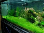  buy 2 Get 1 Free  Dwarf Hair Grass Eleocharis Parvula Clump Aquarium Plants    