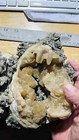 7 5  Mercenaria Permagna Full Clam Fossil Calcite Crystal From Fort Pierce Fla 