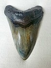 Megalodon Sharks Tooth 5 38  Inch Rare Fossil Teeth Massive   Beautiful 10mya 