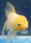 Yellow Cap Oranda Goldfish 4pack 2-2 5 Inch Live Fish Free Shipping
