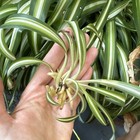 Variegated Spider Plant