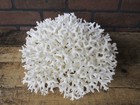 Natural Genuine Bird s Nest Coral Home Decor Aquarium 10 25  W X 9 5  D Bn22