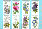 1913 W d    H o  Wills Old English Garden Flowers 2nd Series 50 Tobacco Card Set
