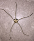 Ophiocomina Nigra Ionian Mediterranean Black Brittle Serpent Star From Albania