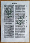 Post Incunable Leaf Hortus Sanitatis Colored Woodcuts Botany Lavender - 1511