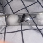 Camponotus Chromaiodes Queen Ant With Brood -  feeder For Reptiles Only  