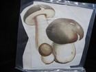 4 Mushroom Ceramic Waterslide Decals  2 Sizes  5    3-1 4  Tall