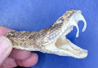 Western Rattlesnake Head With Open Mouth And Fangs Taxidermy  h109