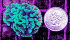 Wysiwyg Live Neon Green Branching Hammer Coral Frag Aqua Cultured Free Shipping 