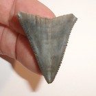Great White Shark Tooth Fossil From North Carolina With Coa