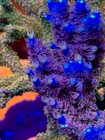 Cc Disney Jr - Live Coral Frag Sps acropora