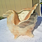 Conch Seashell Atlantic Mold Ceramic Planter vase Ocean 7  X 12  Vintage