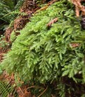 Live Fern Moss terrarium  Vivarium  Fairy Garden pnw