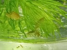 Super Podsquad     Live Copepod  Amphipods  And Ostricods For Freshwater Aquariums
