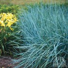 Leymus Arenarius  l     blue Dune   50 Seeds  